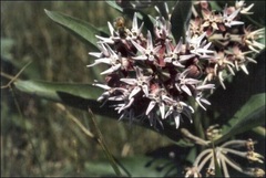 Asclepias Species, Showy Milkweed, Showy Butterfly Weed, Creek Milkweed, Greek Milkweed