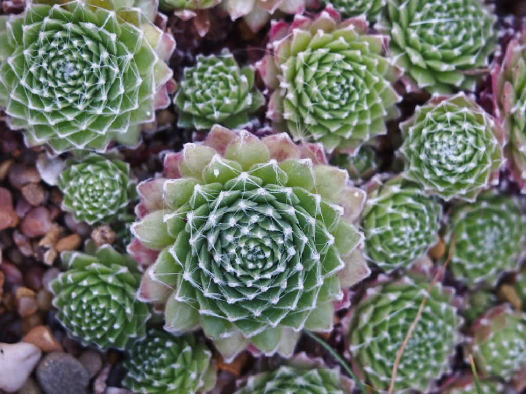 Cobweb Houseleek, Spider Web Hens and Chicks Robin