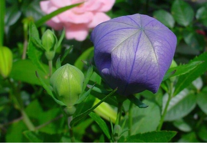 Platycodon, Balloon Flower, Chinese Bellflower, Japanese Bellflower Fuji Blue