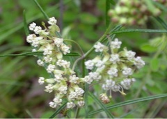 Asclepias Species, Whorled Milkweed, Whorled-leaf Milkweed, Horsetail Milkweed