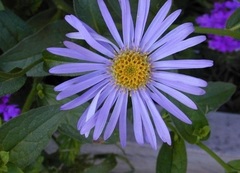 Michaelmas Daisy, Frikart's Aster 'Wonder of Staffa'