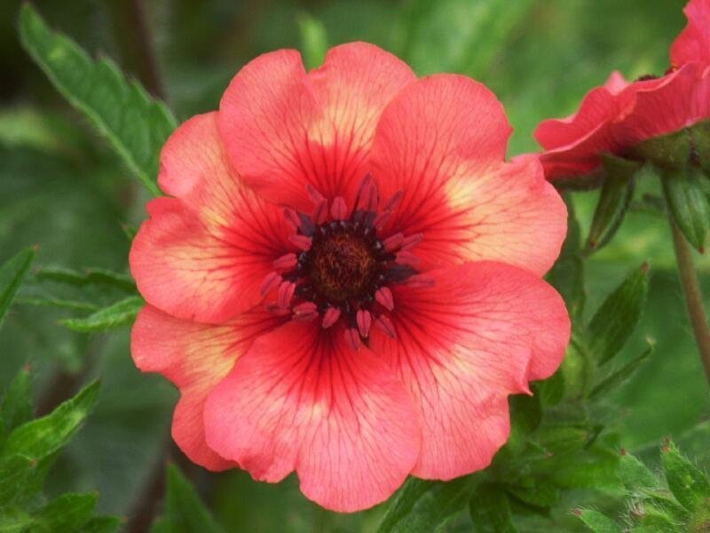 Potentilla, Nepal Cinquefoil Miss Willmott