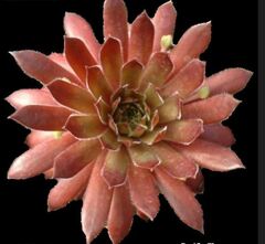 Houseleek, Hen-and-Chickens, Old Man and Woman, Roof House Leek 'Pacific Charm'