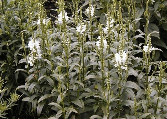 Physostegia, False Dragonhead, Obedient Plant Miss Manners