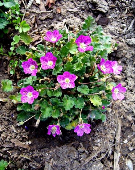 Erodium, Alpine Geranium, Cranesbill, Storksbill Dark Eyes