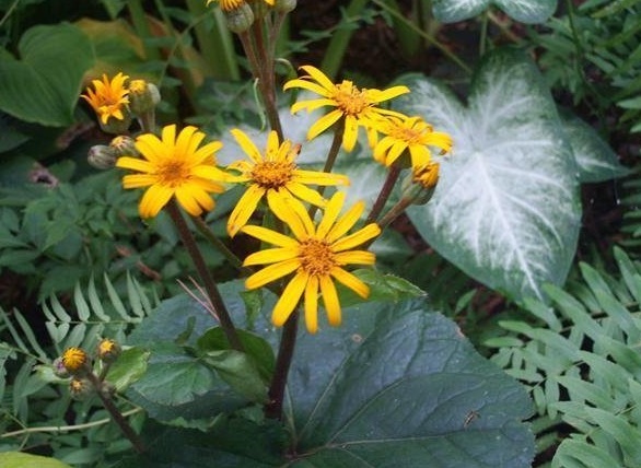 Ligularia, Bigleaf Ligularia, Golden Groundsel, Leopard Plant Desdemona