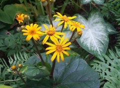 Ligularia, Bigleaf Ligularia, Golden Groundsel, Leopard Plant 'Desdemona'