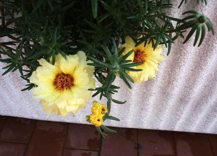 Moss Rose, Rose Moss Margarita Mix