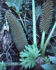 Gunnera Species, Chilean Gunnera, Chilean Rhubarb, Dinosaur Food, Giant Rhubarb