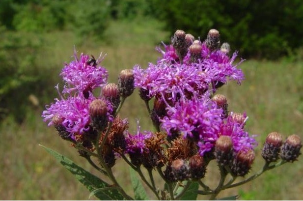 Vernonia Species, Giant Ironweed, Tall Ironweed