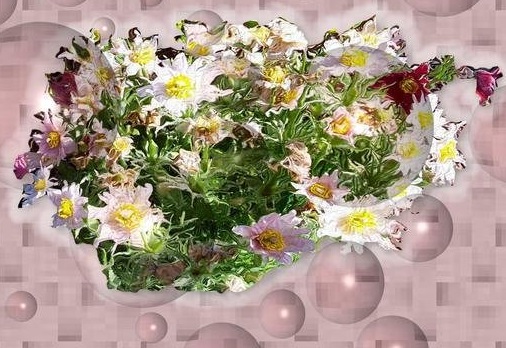 Eriocapitella Species, Japanese Anemone, Japanese Windflower, Japanese Thimbleweed, Thimbleflower