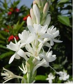 Agave, Double Flowering Tuberose The Pearl