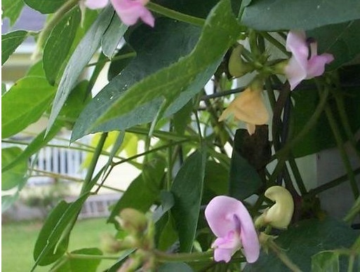 Pink Fuzzybean, Pink Wild Bean, Wild Bean