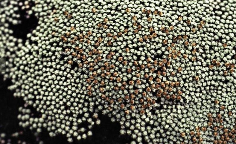 Raoulia Species, Celadon Mat Daisy