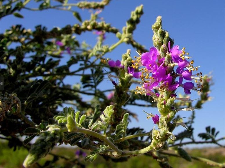 Dalea Species, Woolly Prairie Clover
