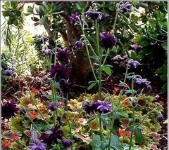 Aquilegia, Clematis-Flowered Columbine 'Black Barlow'