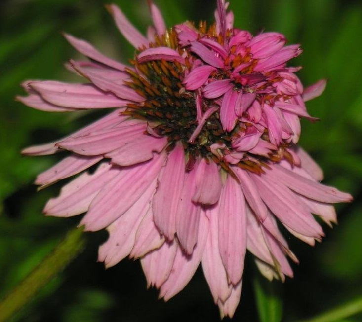 Echinacea, Double Coneflower Doppelganger
