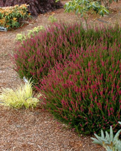 Calluna, Ling, Scotch Heather Goldsworth Crimson