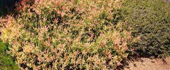 Calluna, Ling, Scotch Heather Mrs. Pat