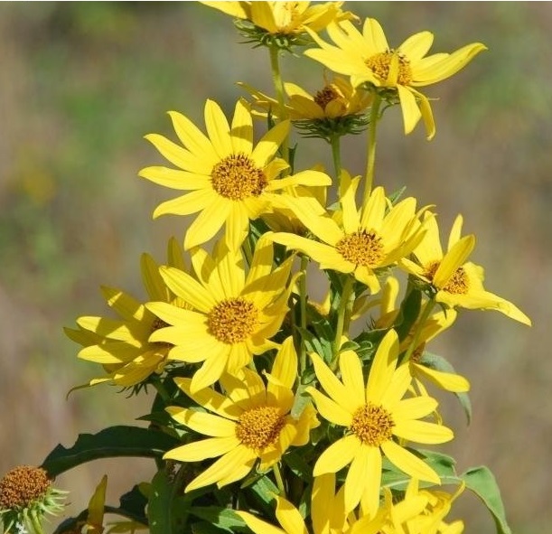 Helianthus, Maximillian Sunflower, Prairie Sunflower Santa Fe