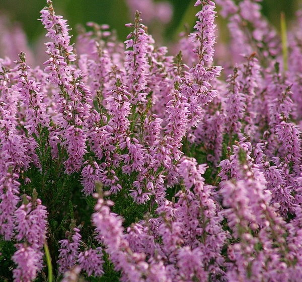 Calluna, Ling, Scotch Heather Nana Compacta