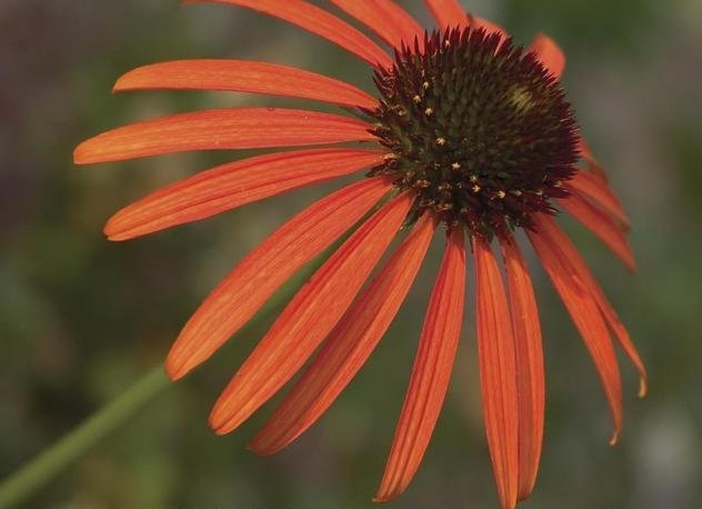 Echinacea, Orange Coneflower, Meadowbrite Coneflower Orange Meadowbrite