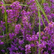 Erica, Bell Heather, Grey Heath, Scotch Heath P.S. Patrick