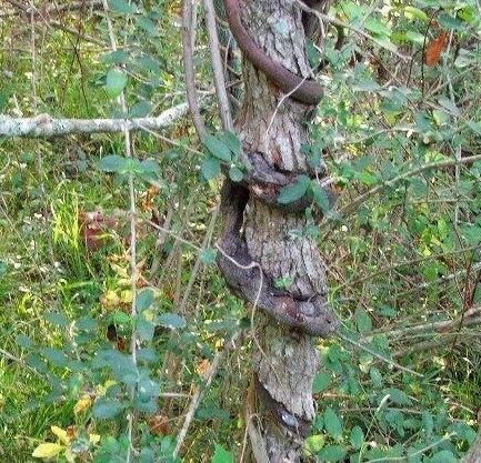 Berchemia Species, Alabama Supplejack, Rattan Vine