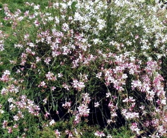 Oenothera, Appleblossom Grass, Gaura, Lindheimers Beeblossom Pink Cloud