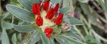 Anthyllis, Kidney Vetch, Ladys Fingers Darkest Red