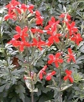 Silene Species, Royal Catchfly