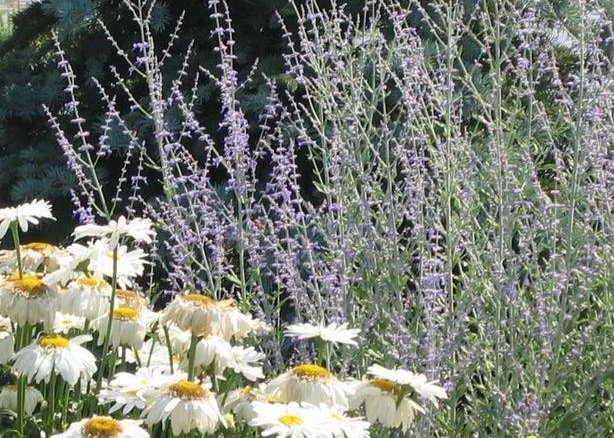 Perovskia, Russian Sage Little Spire