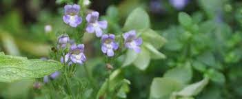 Chaenorhinum Species, Dwarf Snapdragon, Fairy Snapdragon, Malling Toadflax