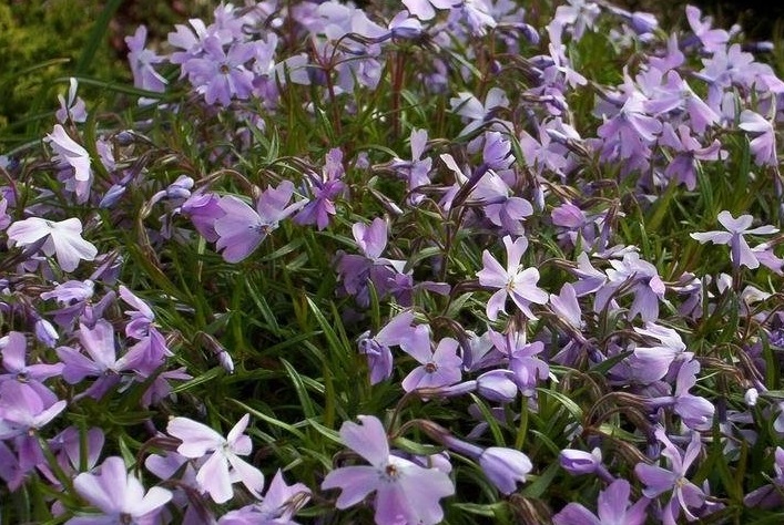 Phlox, Creeping Phlox, Moss Phlox Emerald Blue