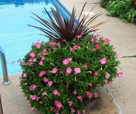 Petunia, Multiflora Petunia Easy Wave Rosy Dawn
