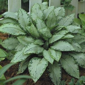 Lungwort, Bethlehem Sage, Jerusalem Sage Silverado