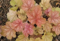 Heuchera, Alum Root, Alumroot, Coral Bells, Coralbells 'Peach Melba'
