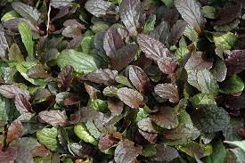 Ajuga, Bugle, Bugleweed, Carpet Bugle Planet Zork