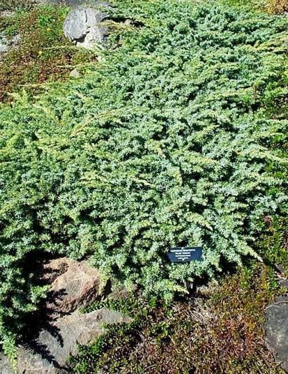 Shore Juniper Blue Tosho