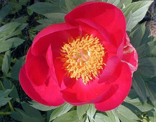 Paeonia, Garden Peony, Hybrid Species Cross Scarlett OHara