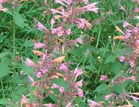 Agastache, Mexican Giant Hyssop Acapulco Salmon and Pink