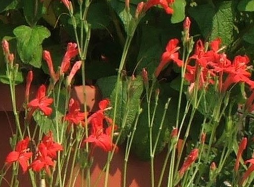 Ruellia, Brazilian Petunia, Elegant Ruellia, Wild Petunia Ragin Cajun