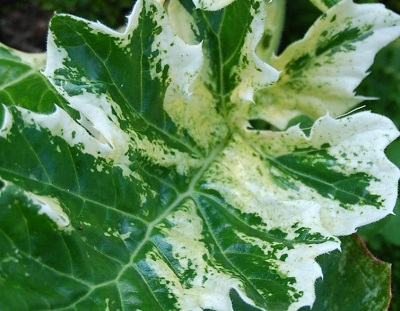 Acanthus, Bears Breeches, Variegated Acanthus Whitewater