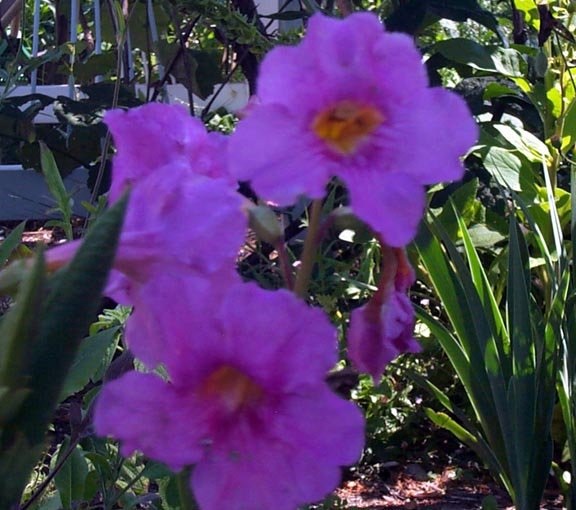 Incarvillea Species, Hardy Gloxinia, Flowering Fern, Incarvillea