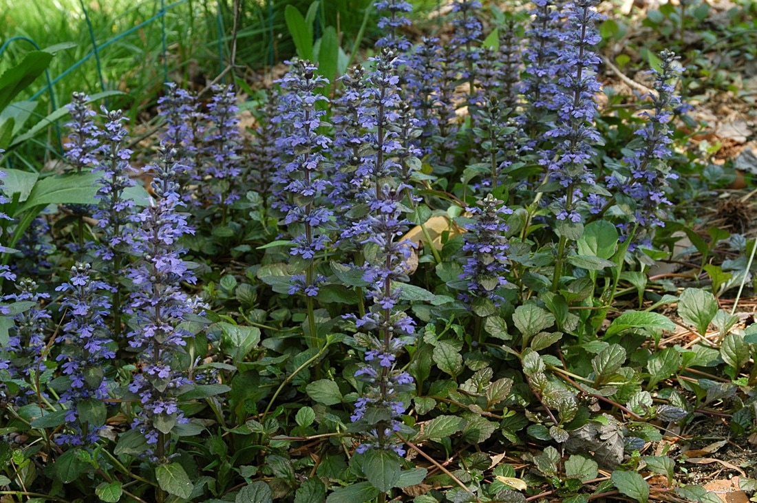 Ajuga, Bugle, Bugleweed, Carpet Bugle Arboretum Giant