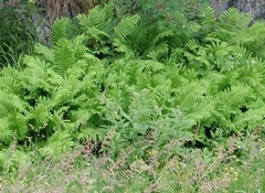 Osmunda Species, Clayton's Interrupted Fern