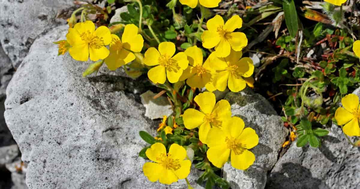 Helianthemum, Common Rock Rose, Sun Rose Golden Nugget