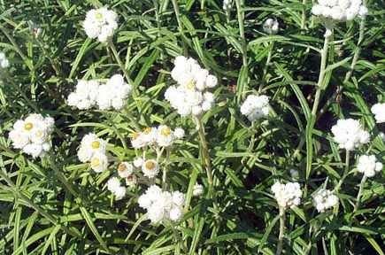 Anaphalis Species, Pearly Everlasting, Western Pearly-Everlasting
