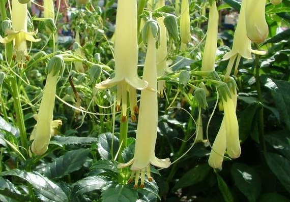 Phygelius, Cape Fuchsia Moonraker