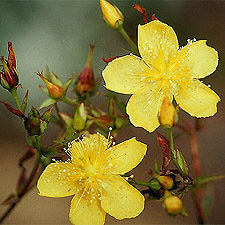 Hypericum, St. John's Wort, St. Johnswort 'Gemo'